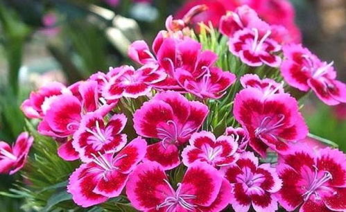 石竹花绽放的季节，山竹成熟的月份