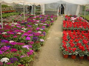 5. 中国十大花卉产基地