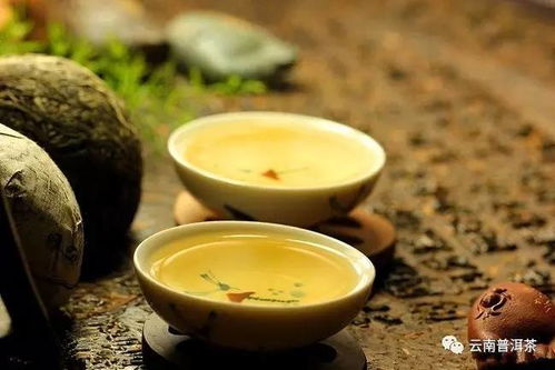 揭秘山茶与滇山茶：区别大解析，选对茶品更懂生活！