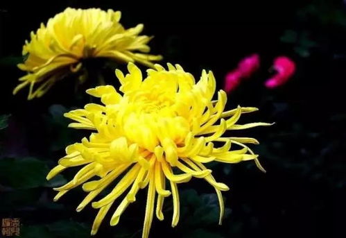 菊花移盆后几天内需要浇水以确保成活