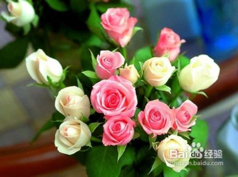 批发玫瑰回来怎么保养？如何延长花朵新鲜期