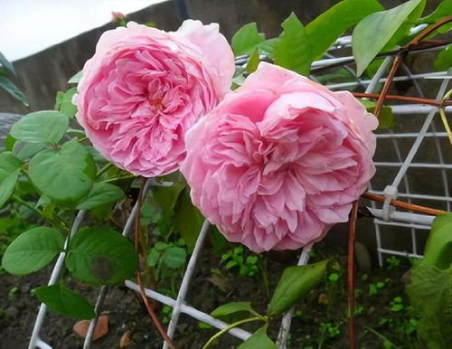 月季花，美丽又活力