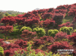 购买红枫，注意事项多