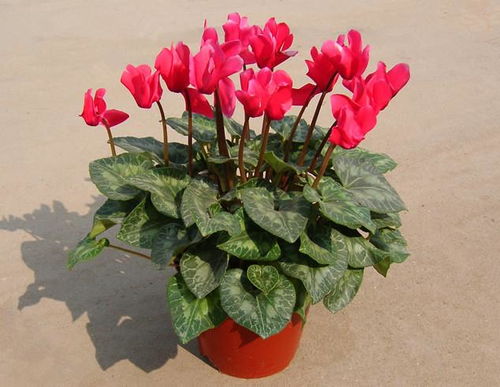 仙客来冬天绽放，为何如此美丽