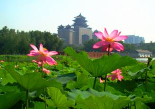 北方夏日花园的美丽画卷