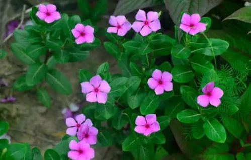 长春花的生长环境
