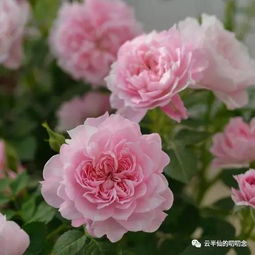 DIY自动浇水器，种花不再手忙脚乱