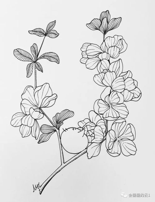 二、不同花卉的绘画特点