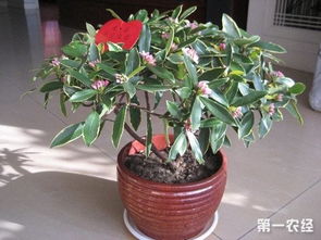 配比大揭秘：土壤的“秘方”