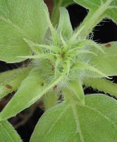 米兰花有虫子了怎么办？如何有效除虫