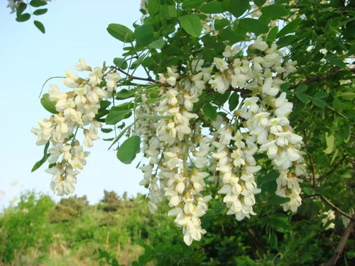 槐树的繁殖与种植技巧