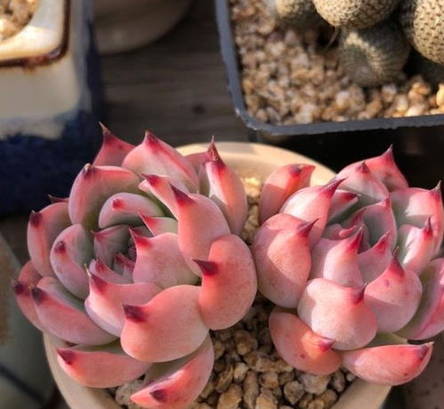 多肉白花小松叶插繁殖，如何养出爆盆效果