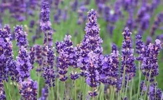 风信子花语揭秘：蓝色代表冷静