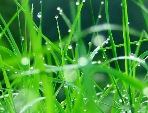 静安寺周边的花坛， 成活率提升85%