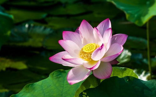 荷花，夏日清凉的代表