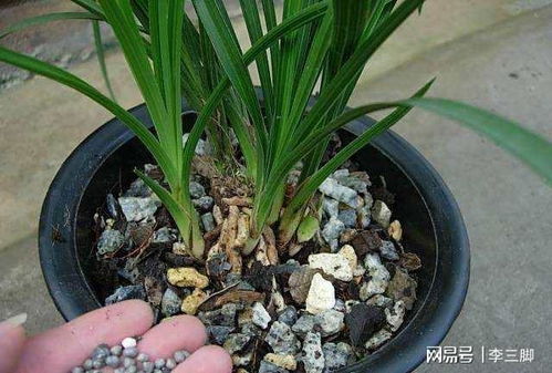 大盆兰花换盆后一年内施肥对植物生长有影响吗