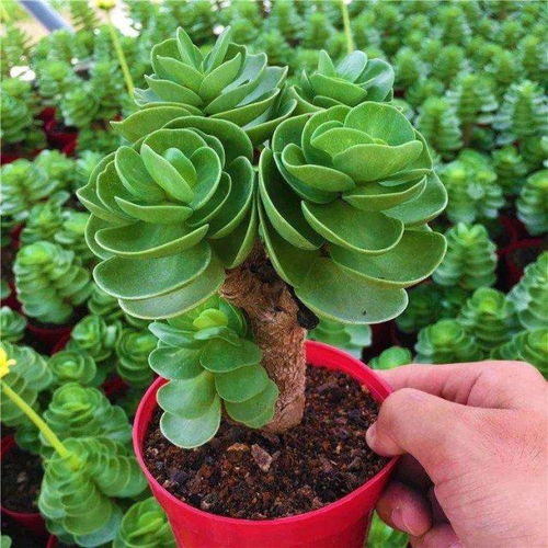 金钱木老桩种植的点点滴滴