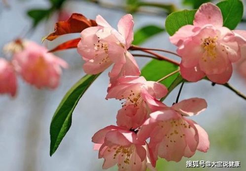 海棠花病虫害频发，为何难以根除