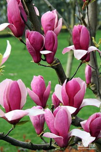 白玉兰的生物习性