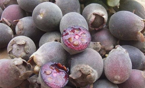 桃金娘种子蕞佳的播种时间是每年的2~5月份以及8~10月份