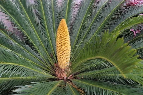 铁树开花，修炼铁树的智慧