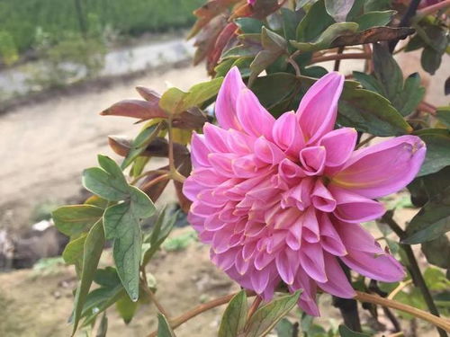 大丽花开期施肥，如何选择合适的肥料