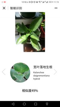 发现识花APP， 堪图识花的新玩法