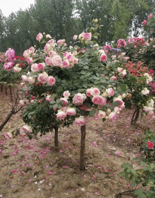 棒棒糖树状月季：园艺新宠，用途广泛