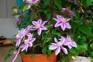 露天种植花卉， 耐性强、适应性广