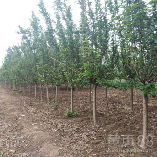 西府海棠，娇艳欲滴