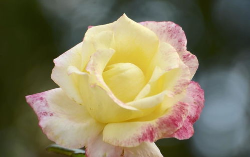养花心得