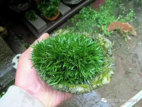菖蒲如何施肥？