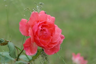 阳光杀菌，自然之道