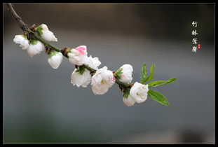 春季3-4月：碧桃的黄金种植期