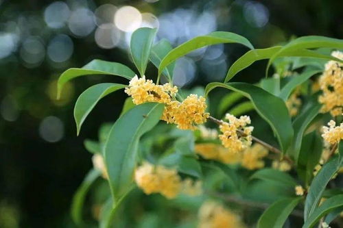 桂花开花的季节之谜，新手快来学学如何预测花期吧！