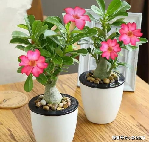 贫瘠土地上， 花草也嫩绽放美丽