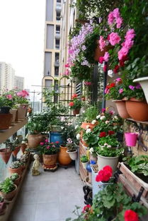 冬天立体墙面种什么苗嫩过冬？