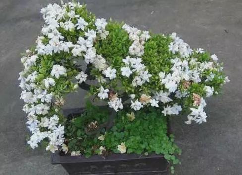 太阳时间表：栀子花的日晒指南