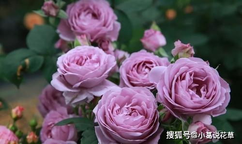 抗病力超强， 低维护月季的重量级优点
