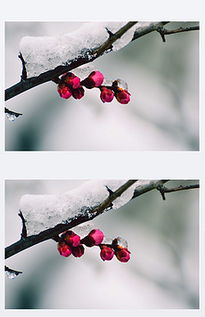 雪中腊梅花，哪家摄影最传神