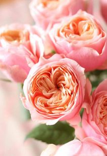 探寻拥有中国血统的波旁月季品种