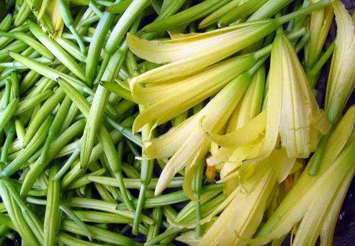 黄花菜的传奇