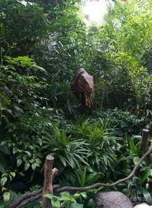 皂角树的魅力与价值