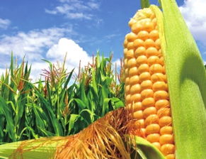 新收储政策下玉米种植户面临收益下降