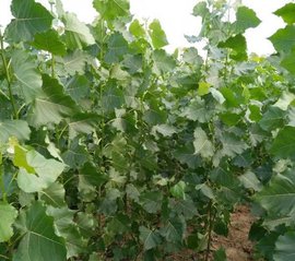 大叶杨的价格探秘：一场惯与绿色的奇妙旅程