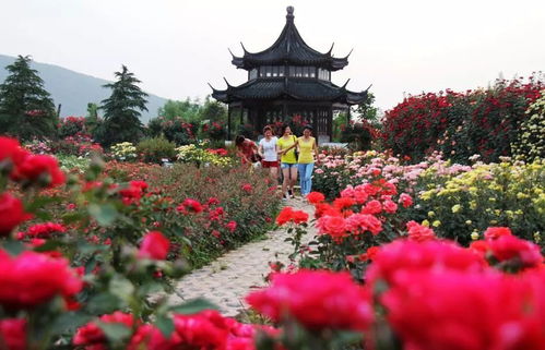 南阳月季花会精彩纷呈， 4月29日等你来赏