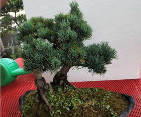 先来说说树干造型