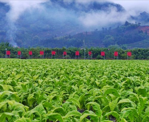 信宜茶油基地：乐平茶油种植的绿色宝藏