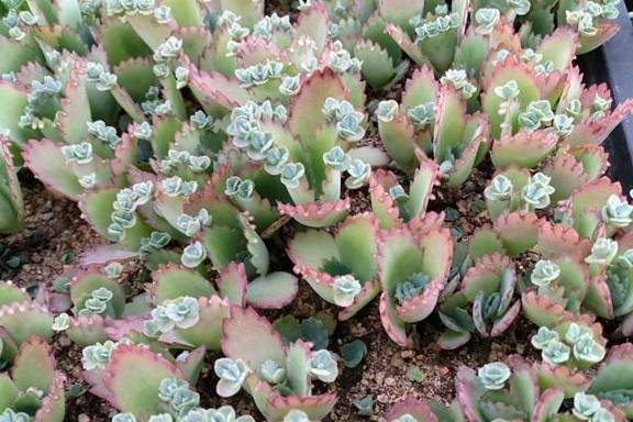 “爆款入侵花卉，美丽又强势”