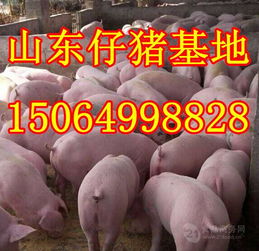 “数字小猪”引领山东健康肉养殖新潮流